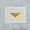 Death Head Moth - Image 2